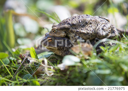 pair of mating Common Toad during spring migration 21776975