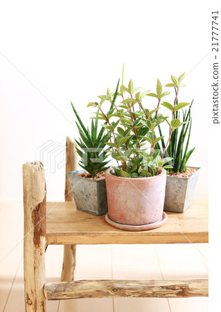 葉子植物 21777741