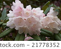 Rhododendron 21778352