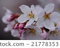 Yoshino cherry tree 21778353
