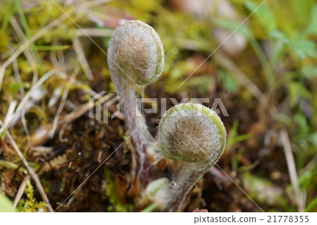 Spring Spring 21778355