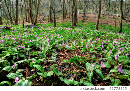 Tochigi prefecture Sano City Manyo natural park Kurakuri no Sato clip group fabric 21778525