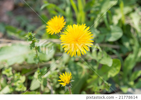 植物蒲公英·花花公子獅子 植物蒲公英·花花公子獅子 21778614