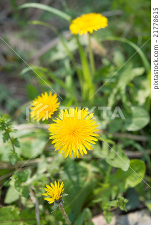 植物蒲公英·花花公子獅子 植物蒲公英·花花公子獅子 21778615