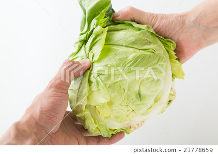 Spring cabbage white back Spring cabbage white back 21778659