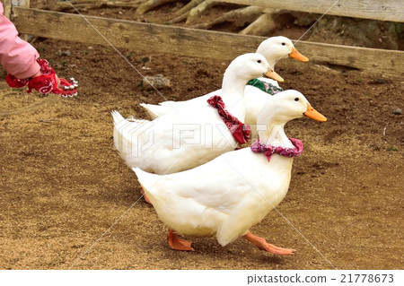 鴨子種族 鴨子種族 21778673