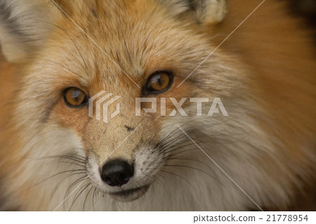 Fox  21778954