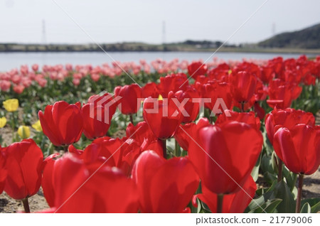 Tulip in Aichi prefecture Tahara 21779006