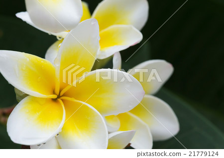 white frangipani plumeria tropical flower 21779124
