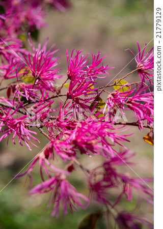 Plants safflower Tokiwamansaku flowers 21779129