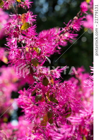 Plants safflower Tokiwamansaku flowers Plants safflower Tokiwamansaku flowers 21779131