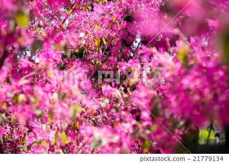 Plant safflower witch hazel flower red red pink pink 21779134