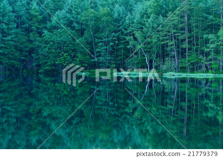 Fresh greenery at Mishaka Pond 21779379