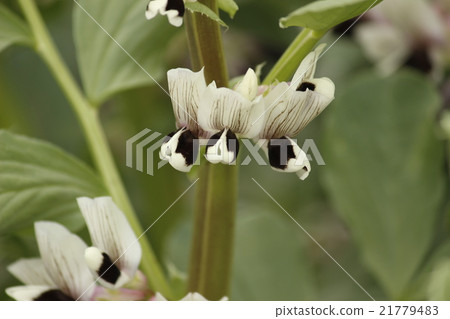 Broad bean flowers Broad bean flowers 21779483