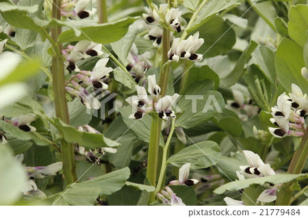 Broad bean flowers Broad bean flowers 21779484