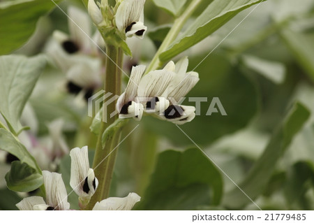 蠶豆花 蠶豆花 21779485
