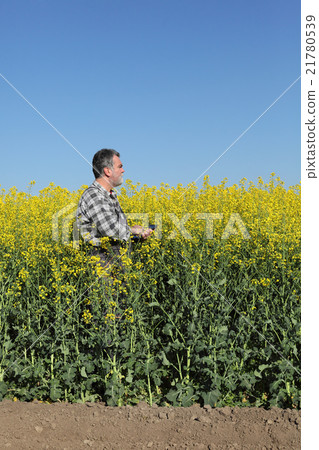 Farmer or agronomist in blossoming rapeseed field 21780539