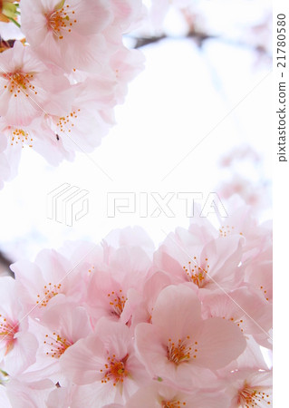 櫻花 21780580