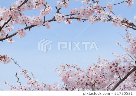 Cherry blossoms and blue sky Cherry blossoms and blue sky 21780581