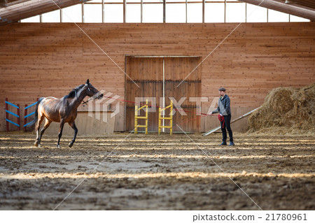 Training of sport horse Training of sport horse 21780961