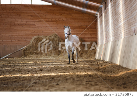 Training of sport horse Training of sport horse 21780973