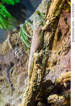 Iguana sitting on the vertical tree branch. 21781530