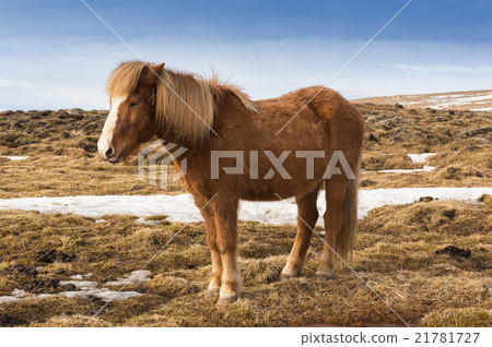 Icelandic pony over dry grass, Iceland 21781727