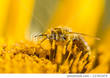 Honey bee covered with yellow pollen legs in air Honey bee covered with yellow pollen legs in air 21781974