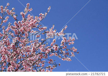 Almond flowers in full bloom 21782721