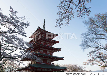 Cherry blossoms and five stories 21783132
