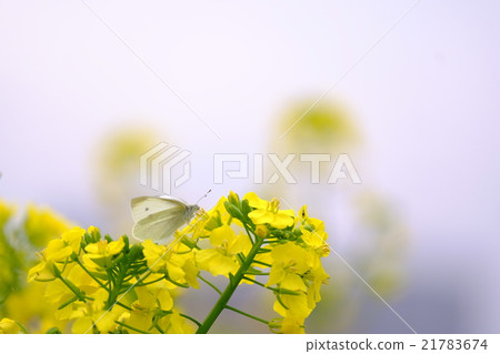 先生的根和油菜花 先生的根和油菜花 21783674