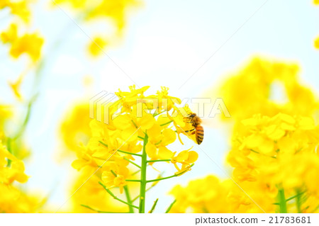 Bees and Rape Blossoms Bees and Rape Blossoms 21783681