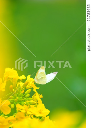 Monsieur root and rape blossoms Monsieur root and rape blossoms 21783683