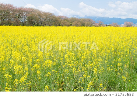 Rape blossoms in the ruins of Fujiwara Palace 21783688