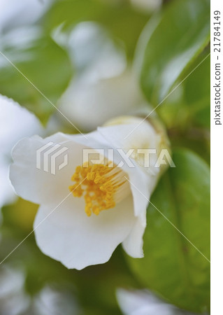 山茶花 山茶花 21784149