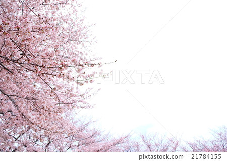 櫻桃樹 21784155
