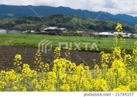 在藤原宮遺址強姦花 在藤原宮遺址強姦花 21784157