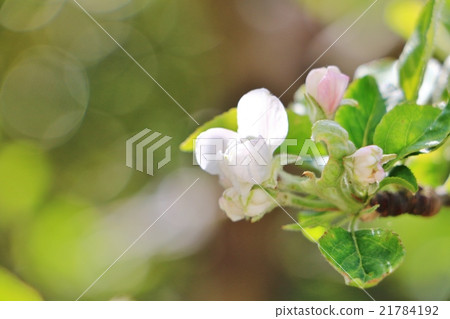 蘋果花 21784192