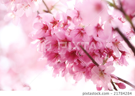 陽光櫻花 21784284