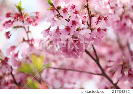 陽光櫻花 陽光櫻花 21784285