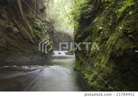 Tarumae Gallo 21784452