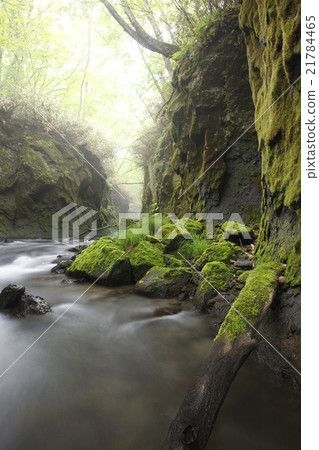 Tarumae Gallo 21784465