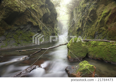 Tarumae Gallo 21784473