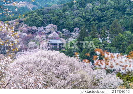 Senbon Sakura and Kanemineyama Temple Zaokado Senbon Sakura and Kanemineyama Temple Zaokado 21784643