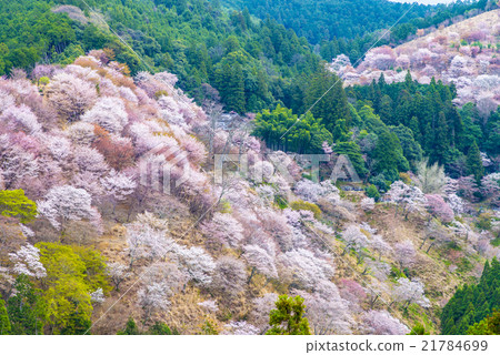 First glance at Senbonzakura 21784699