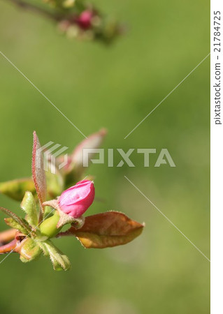 Karin的芽02 21784725