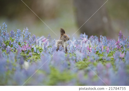 早春的森林 21784735