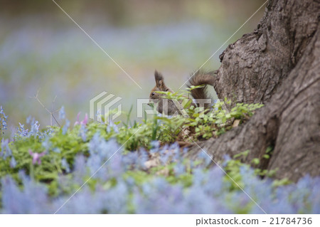 早春的森林 21784736