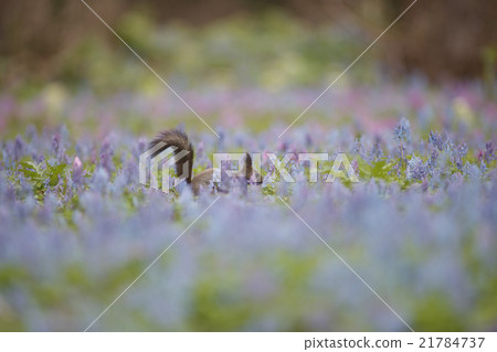 早春的森林 21784737