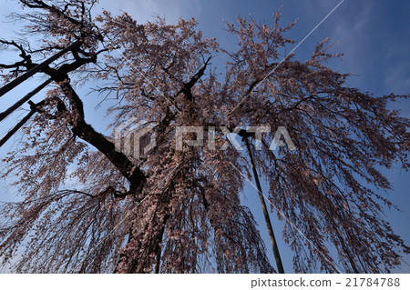 Spring full bloom  21784788